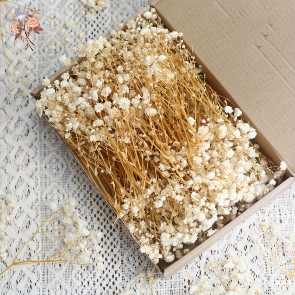 100 Piezas de Flores Secas de  - Craft Embellishment reseña y precio